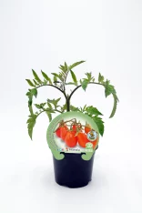 Tomatera en maceta, plantel de tomate cherry biodinámico, cultivo ecológico en huerto orgánico, plantas de tomate saludables, semillas de tomate para huerto, plantación de verduras ecológicas.