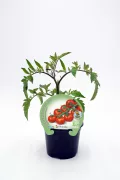 Tomates cherry en maceta ecológica, cultivo sostenible, huerto urbano, semillas ecológicas de alta calidad, producto natural, saludable y orgánico para jardinería urbana.