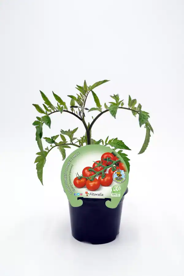 Tomates cherry en maceta ecológica, cultivo sostenible, huerto urbano, semillas ecológicas de alta calidad, producto natural, saludable y orgánico para jardinería urbana.