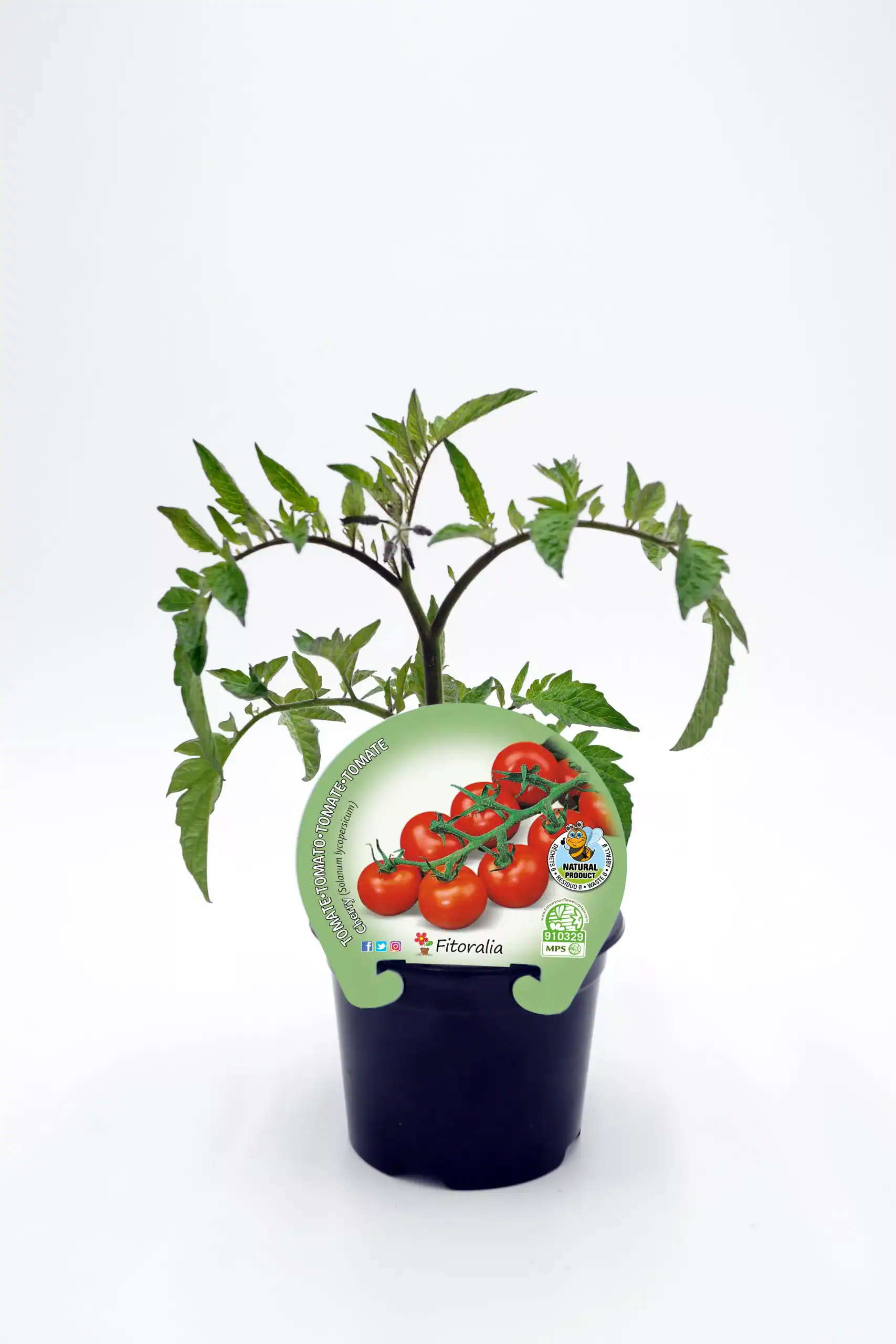 Tomates cherry en maceta ecológica, cultivo sostenible, huerto urbano, semillas ecológicas de alta calidad, producto natural, saludable y orgánico para jardinería urbana.