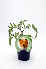 Tomate cherry en maceta, cultivo ecológico de huerto bio, saludable y natural para consumir en ensaladas y platos frescos.