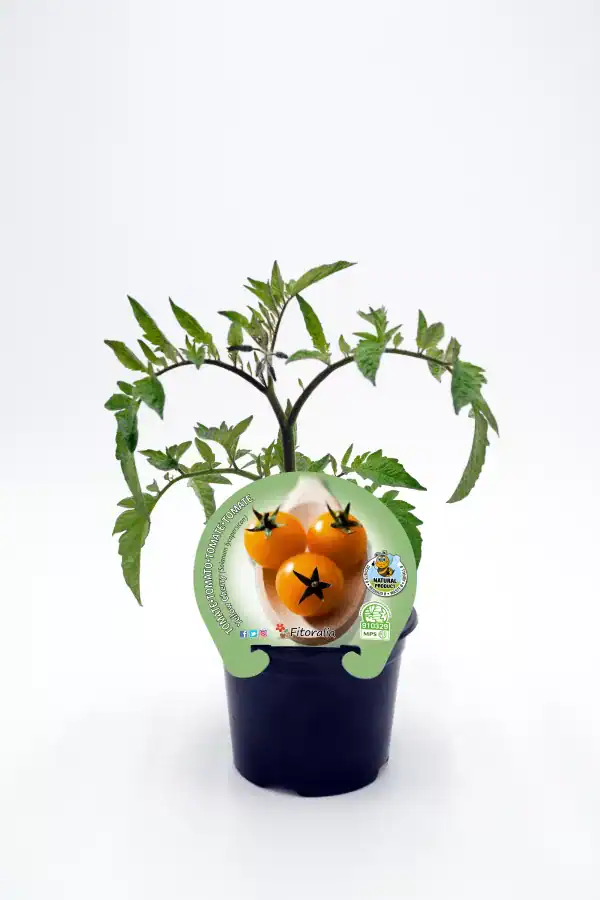 Tomate cherry en maceta, cultivo ecológico de huerto bio, saludable y natural para consumir en ensaladas y platos frescos.