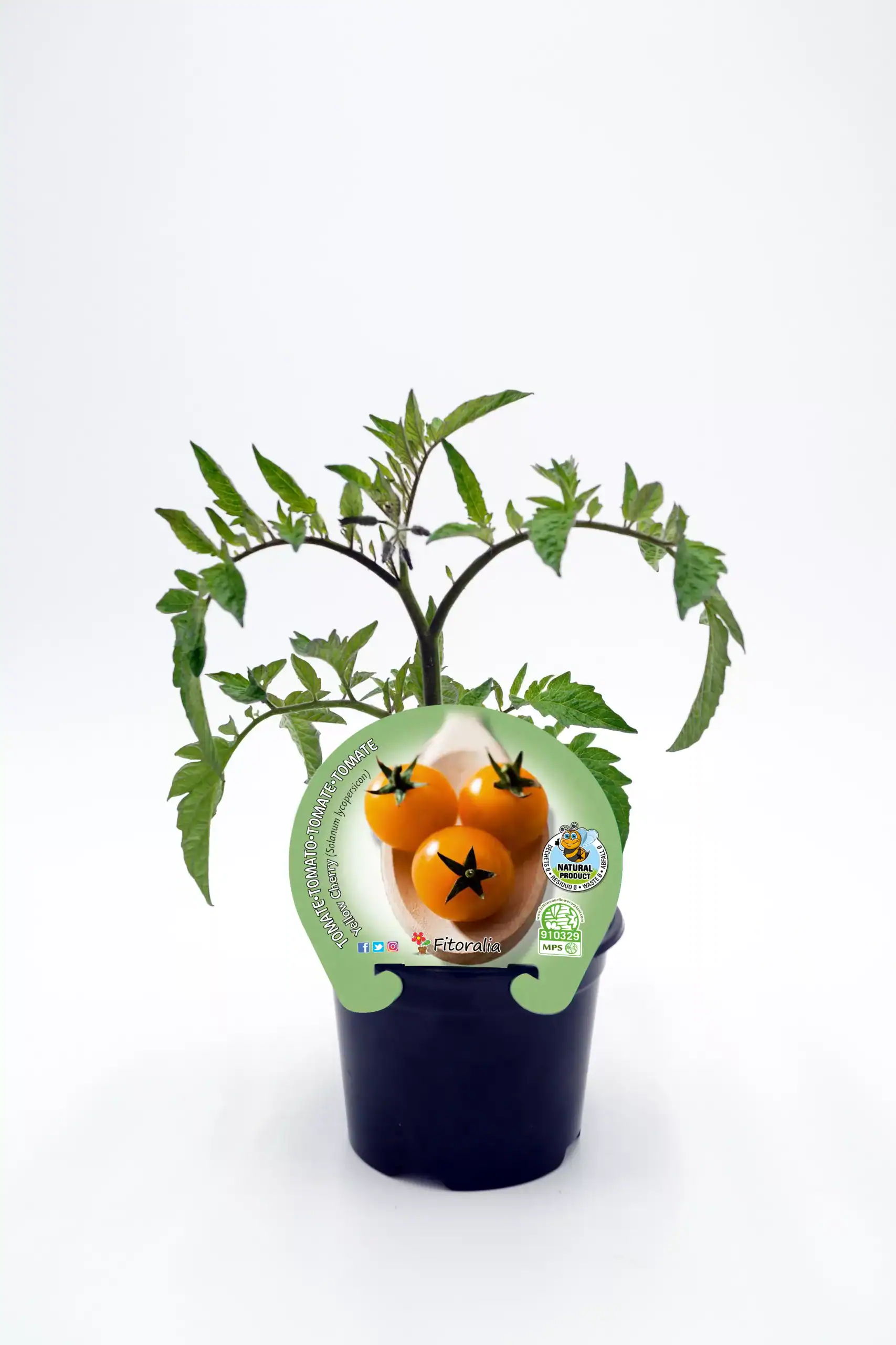 Tomate cherry en maceta, cultivo ecológico de huerto bio, saludable y natural para consumir en ensaladas y platos frescos.