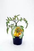 Tomate en maceta, variedad heirloom cherry, cultivo ecológico, huerto orgánico, agricultura sostenible, semillas de calidad.