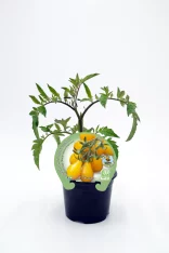 Tomate en maceta, variedad heirloom cherry, cultivo ecológico, huerto orgánico, agricultura sostenible, semillas de calidad.