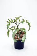 Tomate en maceta, variedad heirloom de color oscuro y verde, cultivo ecológico en huerto urbano.