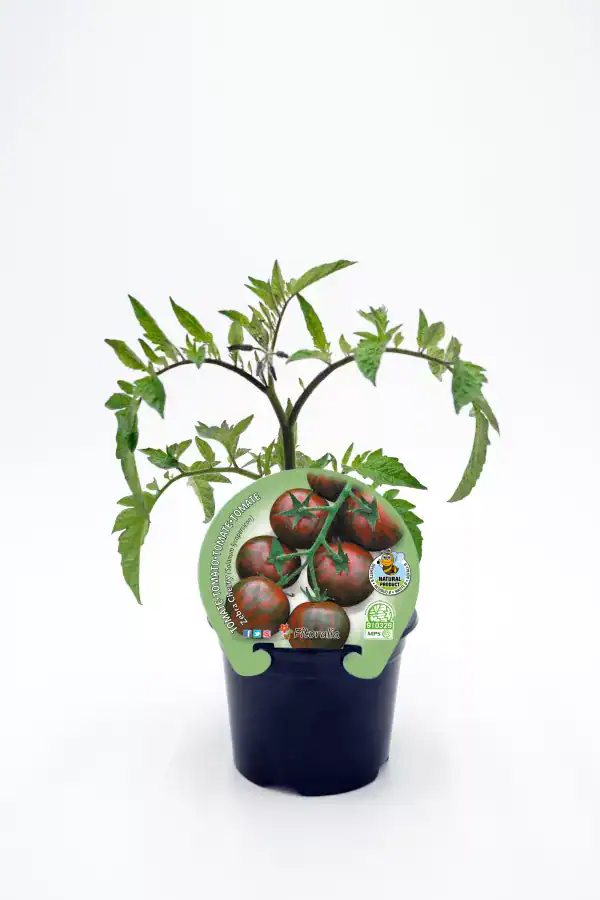 Tomate en maceta, variedad heirloom de color oscuro y verde, cultivo ecológico en huerto urbano.