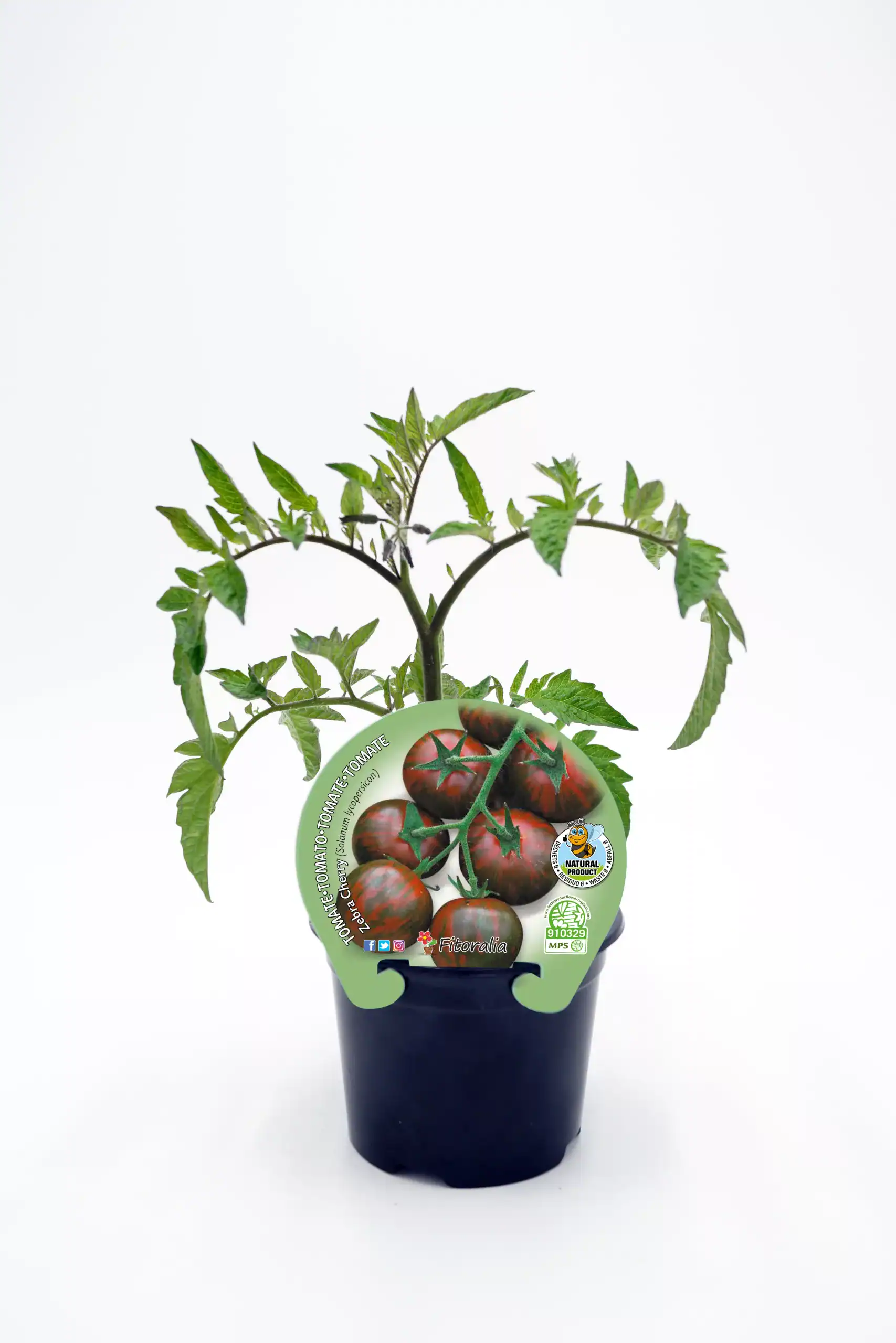 Tomate en maceta, variedad heirloom de color oscuro y verde, cultivo ecológico en huerto urbano.