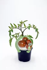 Tomate en maceta ecológica, cultivo orgánico, variedad heirloom, sin pesticidas, ideal para huertos urbanos y jardinería sostenible en casa.
