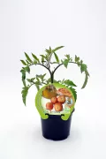 Tomatera en maceta, cultivo de tomate ecológico y saludable, con etiqueta de producto natural y sostenible desde Huerto.Bio.