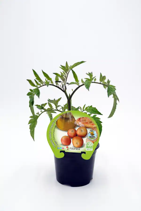Tomatera en maceta, cultivo de tomate ecológico y saludable, con etiqueta de producto natural y sostenible desde Huerto.Bio.