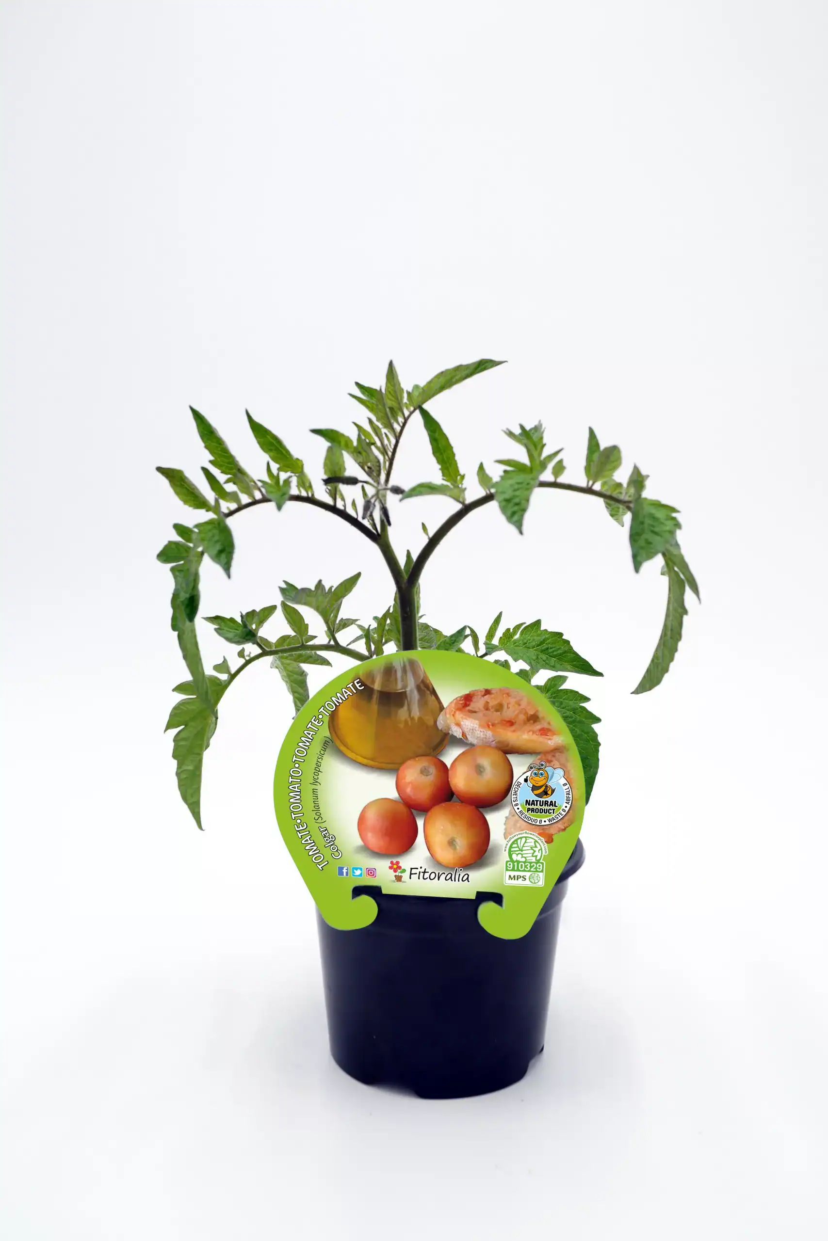 Tomatera en maceta, cultivo de tomate ecológico y saludable, con etiqueta de producto natural y sostenible desde Huerto.Bio.