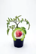 Tomate en maceta, planta de cultivo orgánico de tomate en interior, con etiqueta de semilla ecológica y certificación de cultivo natural, ideal para huertos caseros y agricultura sostenible.