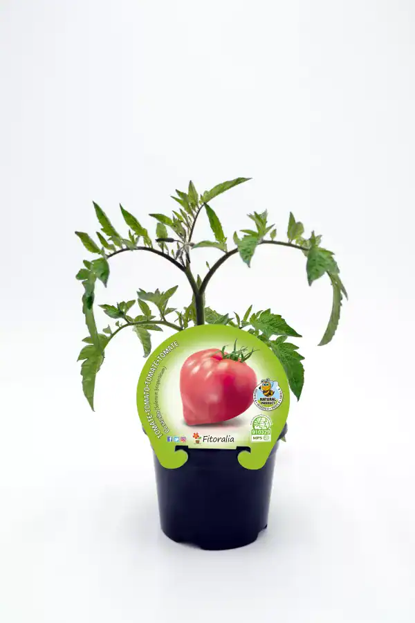 Tomate en maceta, planta de cultivo orgánico de tomate en interior, con etiqueta de semilla ecológica y certificación de cultivo natural, ideal para huertos caseros y agricultura sostenible.