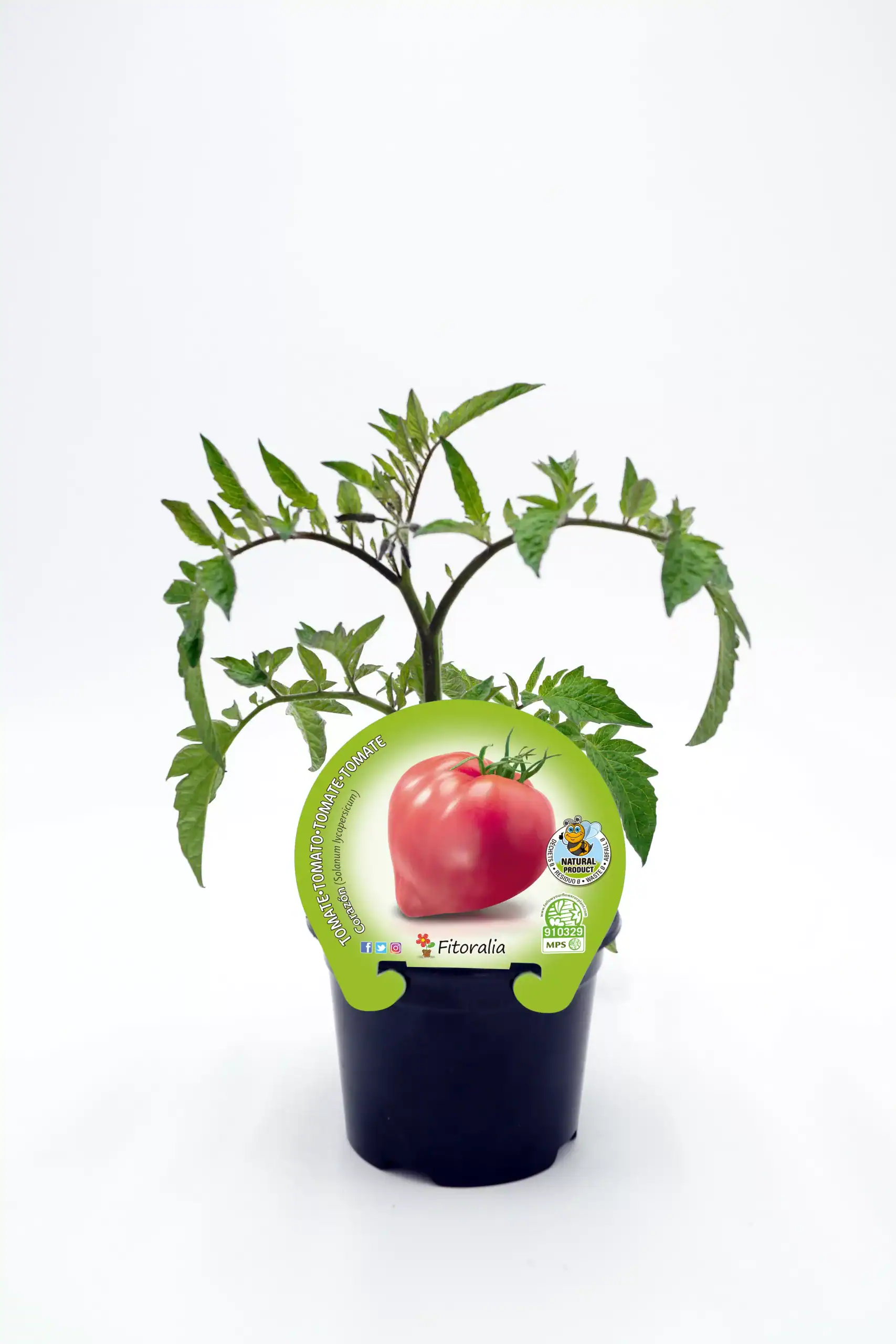 Tomate en maceta, planta de cultivo orgánico de tomate en interior, con etiqueta de semilla ecológica y certificación de cultivo natural, ideal para huertos caseros y agricultura sostenible.