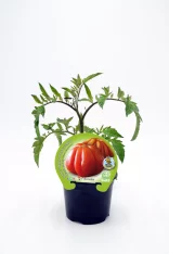 Tomates ecológicos en maceta, cultivo natural, huerto sostenible, huerto.bio, semillas orgánicas, agricultura ecológica.