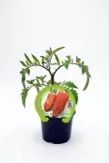 Tomate en maceta, variedad Fitorallia, cultivo ecológico y orgánico, ideal para huertos urbanos y caseros, fotografía de planta de tomate en maceta con etiqueta de semilla ecológica.