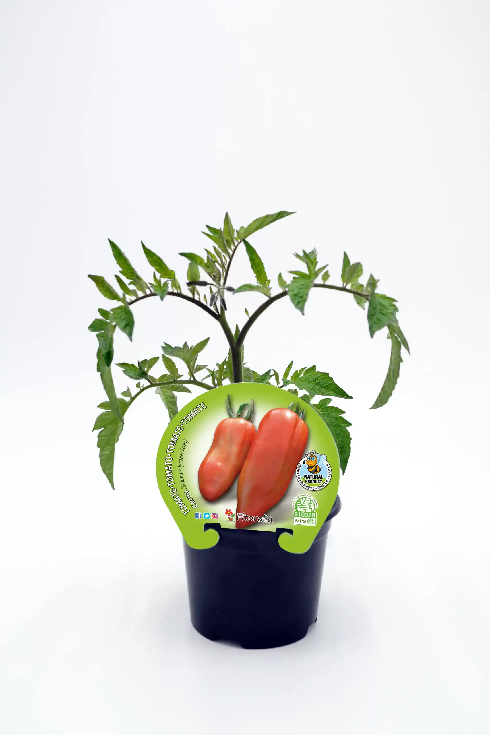 Tomate en maceta, variedad Fitorallia, cultivo ecológico y orgánico, ideal para huertos urbanos y caseros, fotografía de planta de tomate en maceta con etiqueta de semilla ecológica.