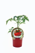Tomate antiguo en maceta, cultivo ecológico y orgánico. Planta saludable y ornamental, ideal para huertos urbanos y jardines ecológicos, con semillas de calidad de Huerto.Bio.