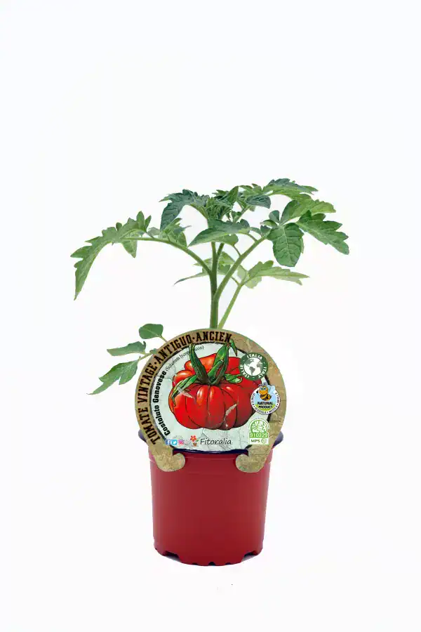 Tomate antiguo en maceta, cultivo ecológico y orgánico. Planta saludable y ornamental, ideal para huertos urbanos y jardines ecológicos, con semillas de calidad de Huerto.Bio.