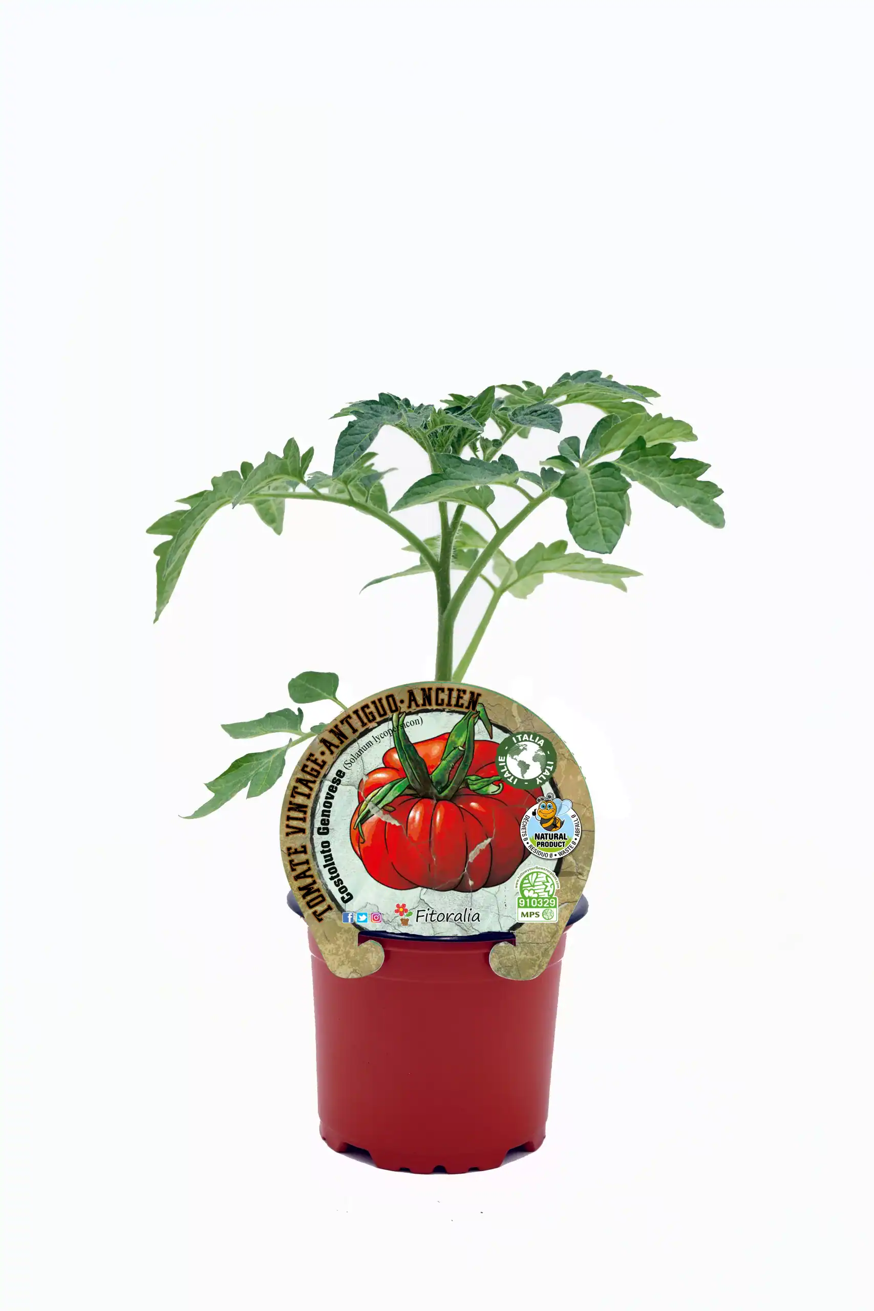 Tomate antiguo en maceta, cultivo ecológico y orgánico. Planta saludable y ornamental, ideal para huertos urbanos y jardines ecológicos, con semillas de calidad de Huerto.Bio.