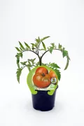 Tomatera en maceta, vegetal ecológico y bio, cultivo sostenible, huerto ecológico, alimento saludable, crecimiento natural, huerto.bio, producto ecológico certificado, agricultura responsable, huerto urbano.