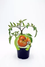 Tomatera en maceta, vegetal ecológico y bio, cultivo sostenible, huerto ecológico, alimento saludable, crecimiento natural, huerto.bio, producto ecológico certificado, agricultura responsable, huerto urbano.