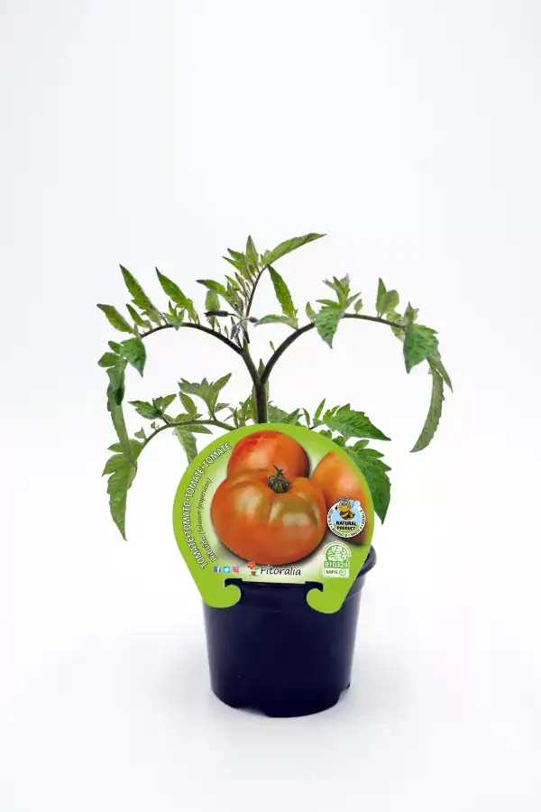 Tomatera en maceta, vegetal ecológico y bio, cultivo sostenible, huerto ecológico, alimento saludable, crecimiento natural, huerto.bio, producto ecológico certificado, agricultura responsable, huerto urbano.