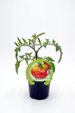 Tomatera Fitoralia en maceta, cultivo ecológico y orgánico, planta saludable de tomate variedad tradicional, ideal para agricultura sostenible y huertos ecológicos.