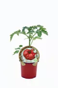 Tomate antiguo en maceta, cultivo ecológico y orgánico, semillas de tomate vintage, plantación sostenible, huerto ecológico, agricultura natural, agricultura ecológica en casa, huerto urbano, semillas tradicionales de tomate, cultivo artesanal orgánico.