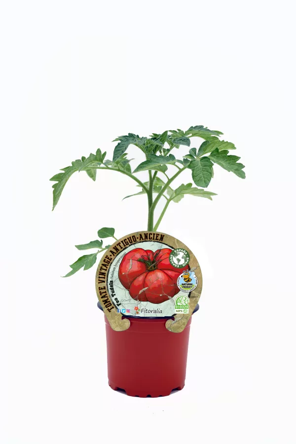 Tomate antiguo en maceta, cultivo ecológico y orgánico, semillas de tomate vintage, plantación sostenible, huerto ecológico, agricultura natural, agricultura ecológica en casa, huerto urbano, semillas tradicionales de tomate, cultivo artesanal orgánico.