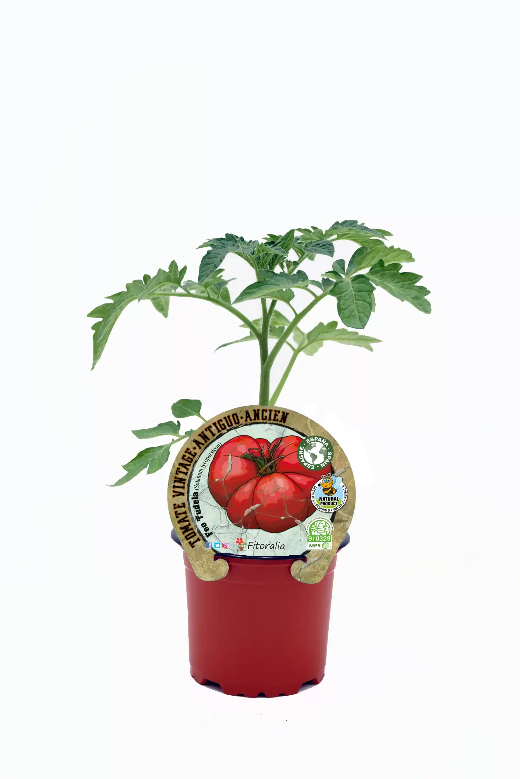 Tomate antiguo en maceta, cultivo ecológico y orgánico, semillas de tomate vintage, plantación sostenible, huerto ecológico, agricultura natural, agricultura ecológica en casa, huerto urbano, semillas tradicionales de tomate, cultivo artesanal orgánico.