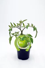 Tomate en maceta con etiqueta de cultivo ecológico, planta de tomate verde en etapa de crecimiento de huerto bio, ideal para agricultura orgánica y cultivo en casa sostenibles.