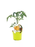 Tomate de invernadero en maceta con etiqueta de productos orgánicos y diseño infantil, ideal para cultivo casero y alimentación saludable, promoviendo la agricultura ecológica y el consumo de productos naturales.