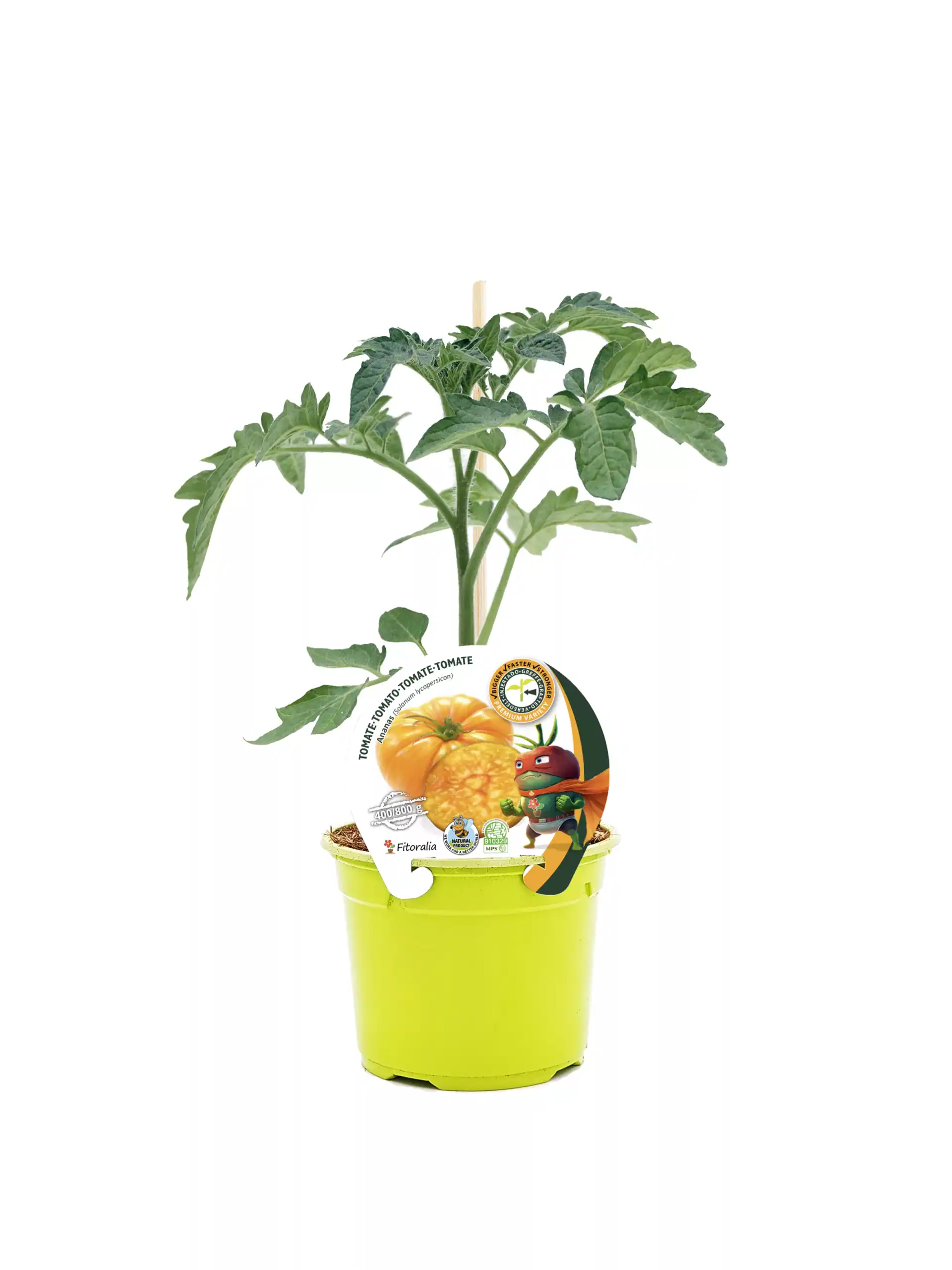 Tomate de invernadero en maceta con etiqueta de productos orgánicos y diseño infantil, ideal para cultivo casero y alimentación saludable, promoviendo la agricultura ecológica y el consumo de productos naturales.