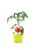 Jardín de tomate en maceta con etiqueta de semilla ecológica y personaje infantil, ideal para cultivo en casa y promover alimentación saludable y ecológica.