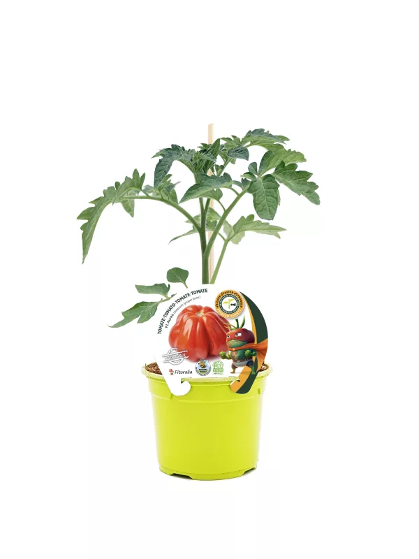 Jardín de tomate en maceta con etiqueta de semilla ecológica y personaje infantil, ideal para cultivo en casa y promover alimentación saludable y ecológica.