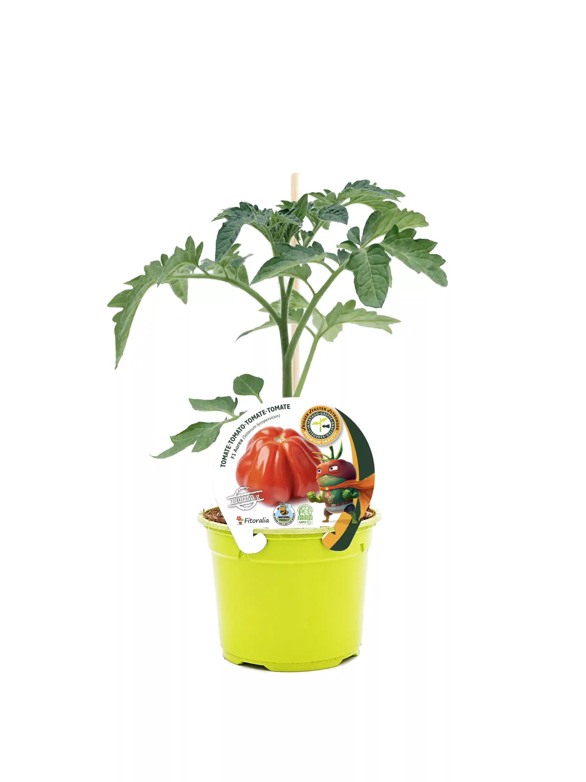 Jardín de tomate en maceta con etiqueta de semilla ecológica y personaje infantil, ideal para cultivo en casa y promover alimentación saludable y ecológica.