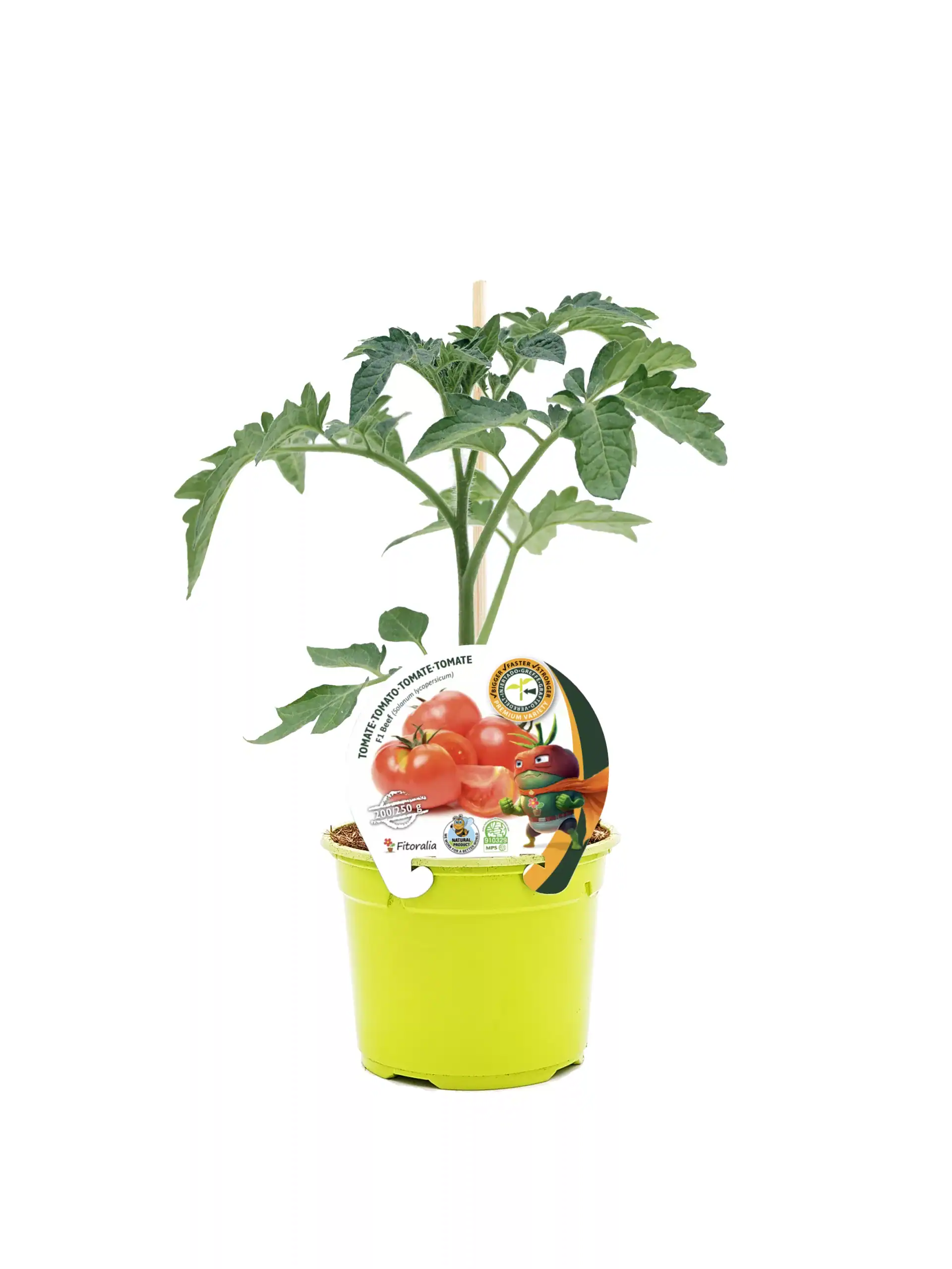 Tomatera en maceta ecológica, cultivo de tomates orgánicos en casa, huerto urbano, plantación saludable.