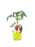 Tomatera planta en maceta con etiqueta de fruto maduro y personaje de dibujos animados, cultivada para hortalizas ecológicas y agricultura sostenible.