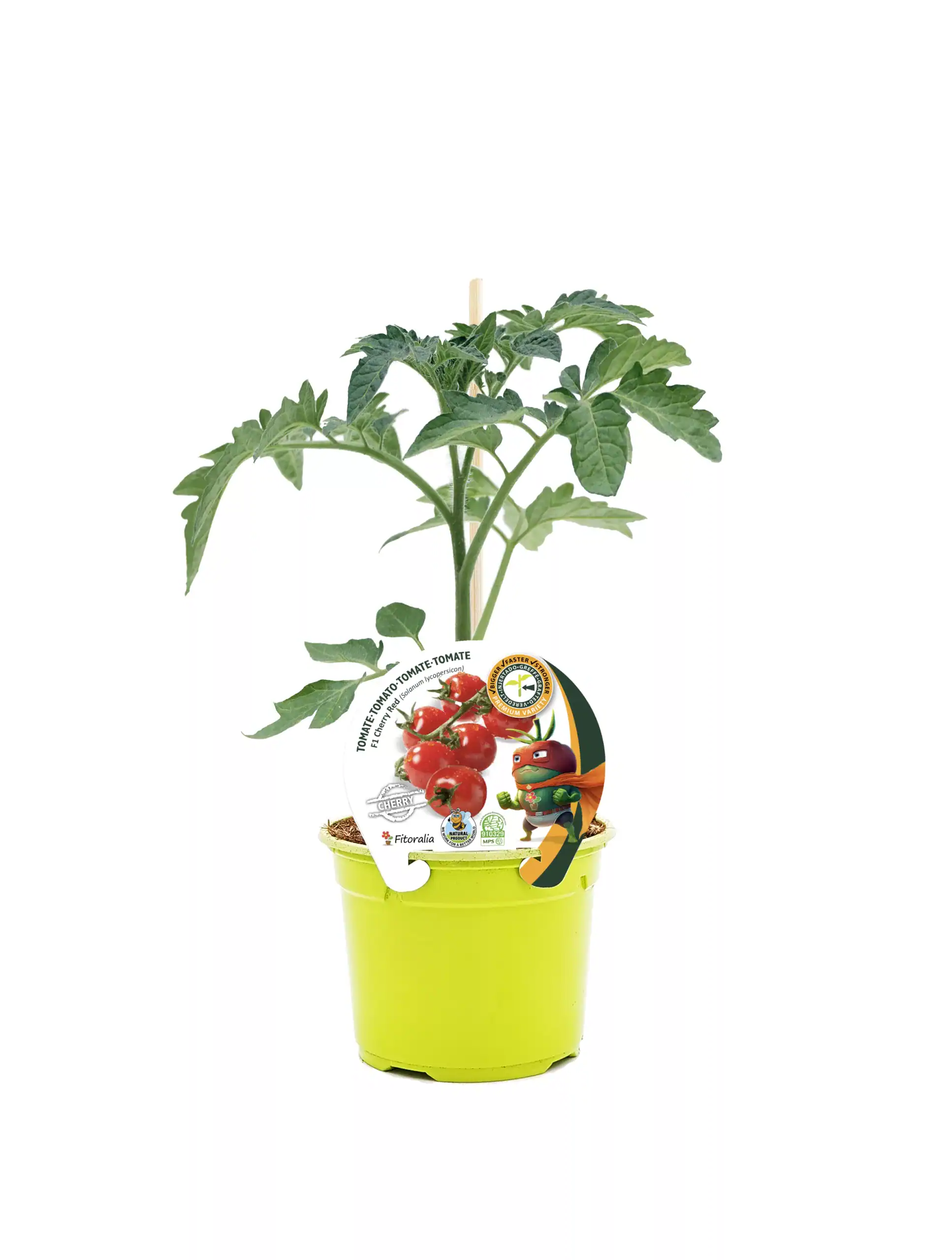 Tomatera planta en maceta con etiqueta de fruto maduro y personaje de dibujos animados, cultivada para hortalizas ecológicas y agricultura sostenible.