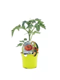 Tomatera en maceta, planta joven de tomate bio para huerto urbano.