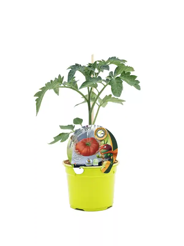 Tomatera en maceta, planta joven de tomate bio para huerto urbano.