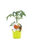 Tomate en maceta con etiqueta promocional, cultivo ecológico y saludable, ideal para huertos urbanos y jardinería orgánica, con concepto de agricultura sostenible y agricultura ecológica.
