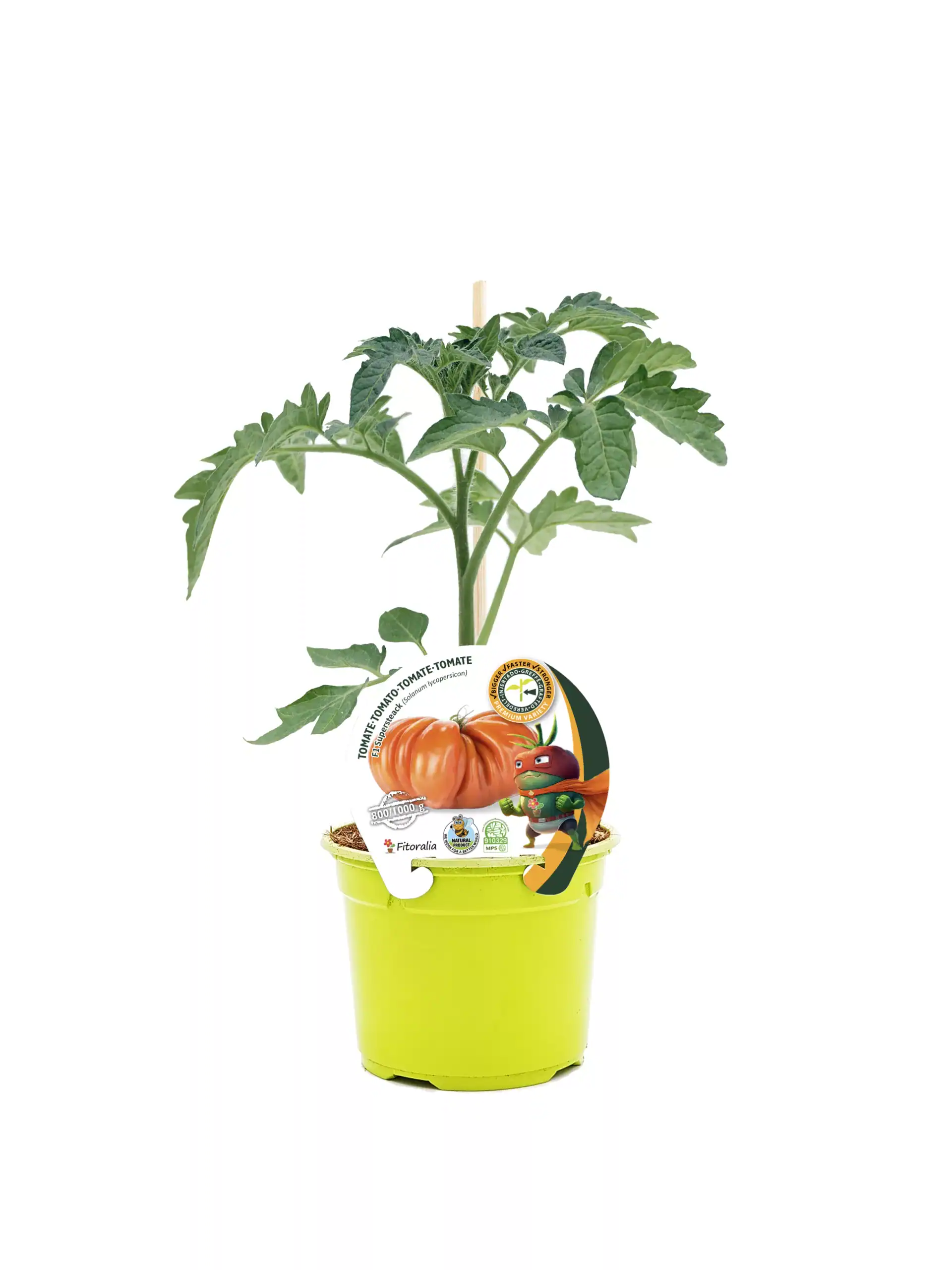Tomatera en maceta ecológica con etiqueta de semillas de tomate, promoviendo agricultura sostenible y cultivo orgánico en huerto urbano.