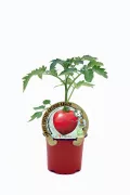 Tomatera de cultivo orgánico en maceta, variedad antigua, saludable y natural, etiquetada como producto ecológico, apta para agricultura sostenible, ideal para huertos ecológicos, en fondo blanco.
