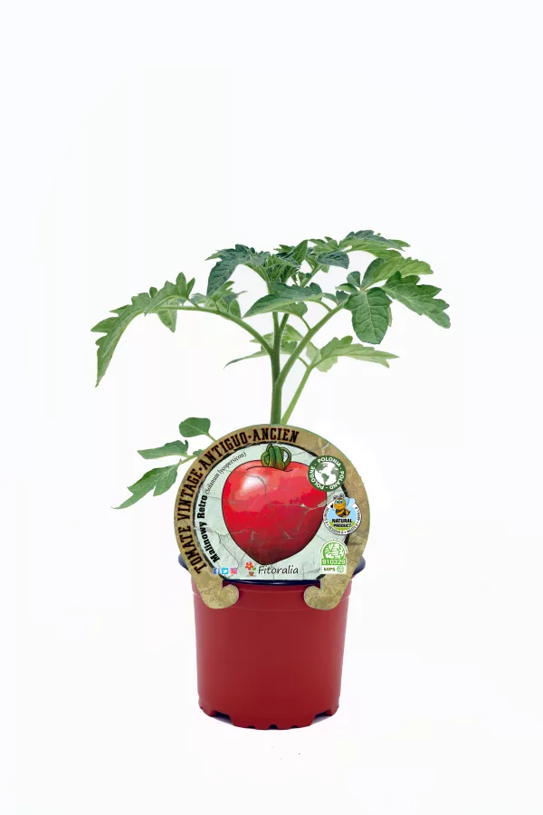 Tomatera de cultivo orgánico en maceta, variedad antigua, saludable y natural, etiquetada como producto ecológico, apta para agricultura sostenible, ideal para huertos ecológicos, en fondo blanco.