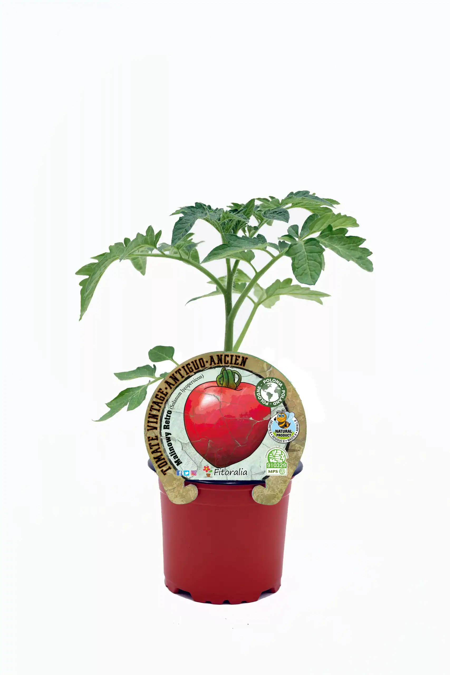Tomatera de cultivo orgánico en maceta, variedad antigua, saludable y natural, etiquetada como producto ecológico, apta para agricultura sostenible, ideal para huertos ecológicos, en fondo blanco.