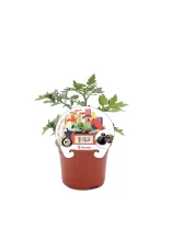 Tomatera Mini Black en maceta con etiqueta ilustrada, parte de la línea Huerto.Bio, cultivada en hogar, ideales para espacios pequeños y cultivo ecológico, hojas verdes y tomates negros.