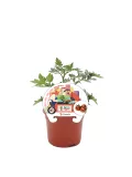 Tomatera mini brown en maceta con etiquetas de ilustración de cultivo en urbanización, tomates frescos y logotipo de huerto.bio, cultivo orgánico y urbano.
